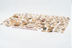 Foto von Leichenbrand (NHMW-PRAE-002231a)